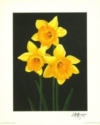 Daffodils by Andrew Patsalou