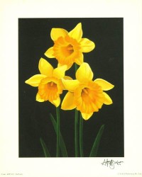 Daffodils