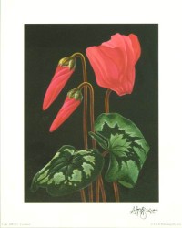 Cyclamen by Andrew Patsalou