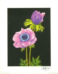 Anemones by Andrew Patsalou