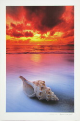 Shell Sunrise by Peter Lik