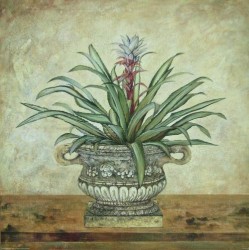 Aloe in Classical Urn by John Park