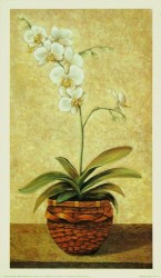 Orchid in Wicket Basket by John Park