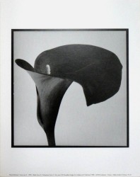 Aro nero II by Pierre Michaud