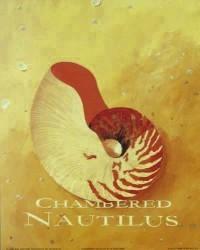 Chambered Nautilus by Martin Wiscombe