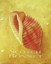 Scotch Bonnet by Martin Wiscombe
