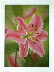 Tiger Lily