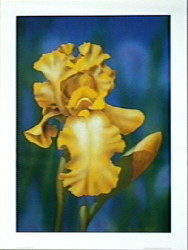 Yellow Iris by Peter Randall-Kent