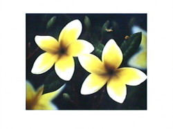 Frangipani by Peter Randall-Kent