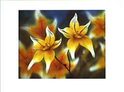 Yellow Orchid by Peter Randall-Kent