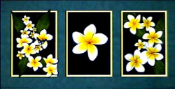 Frangipani Tryptich