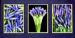 Lavender Tryptich