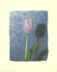 Tulip in Blue by T Kiley