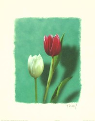 Aqua Tulips by T Kiley