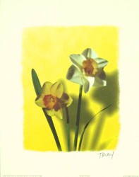 Golden Daffodils by T Kiley