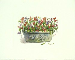 Sweet Peas in Bloom by Cindy Kuris Sacks