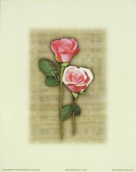 Rose Shadows II by Joseph Kiley