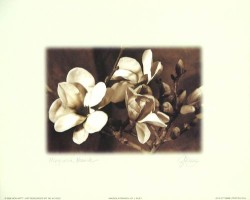 Magnolia Branch by Joseph Kiley