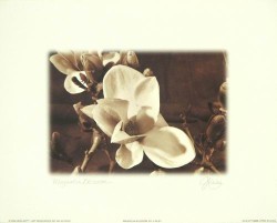 Magnolia Blossom by Joseph Kiley