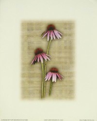 Cone Flower Shadows by Joseph Kiley