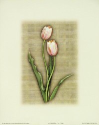Tulip Shadows II by Joseph Kiley