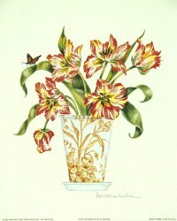 Tulip Elegance III by Barbara Wilson