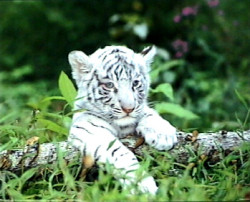 White Bengal Cub by Alan & Sandy Carey