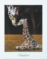 Shahni by Ron D'Raine