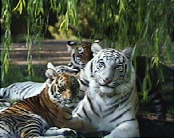 Tigers by Patrick Martin -Vegue