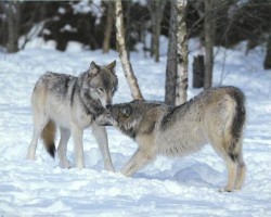 Wolf Love by Tom Brakefield