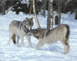Wolf Love by Tom Brakefield