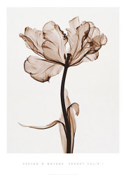 Parrot Tulip I by Steven N. Meyers