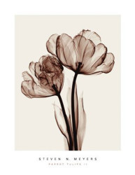Parrot Tulip II by Steven N. Meyers