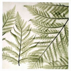 Ferns I