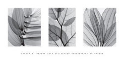 Leaf Collection by Steven N. Meyers