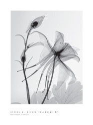 Columbine 2 by Steven N. Meyers