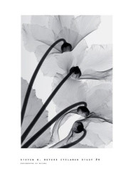 Cyclamen Study 4 by Steven N. Meyers