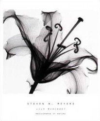 Lily Muscadet by Steven N. Meyers