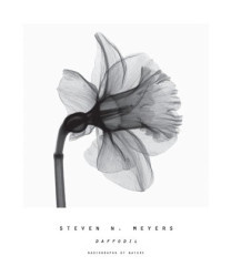 Daffodil by Steven N. Meyers