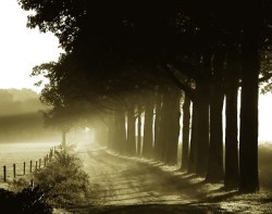 Evening Glory by Steven Mitchell