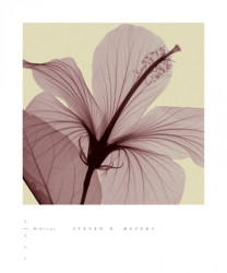 Hibiscus by Steven N. Meyers