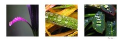 Droplets II by Steven Mitchell