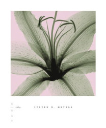 Lily by Steven N. Meyers