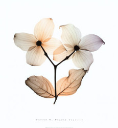 Dogwood by Steven N. Meyers