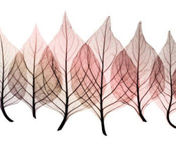 Celosias by Steven N. Meyers