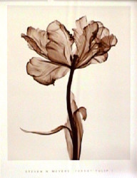 Parrot Tulip I by Steven N. Meyers