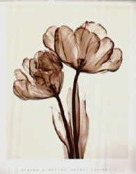 Parrot Tulip II by Steven N. Meyers