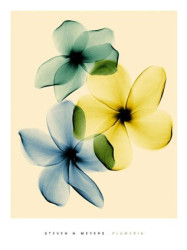 Plumeria by Steven N. Meyers