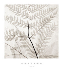 Ferns II