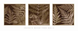 Ferns Mix II